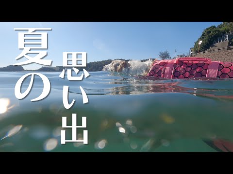 大型犬ボルゾイが海で大興奮、走り回る姿が美しい【可愛い犬】