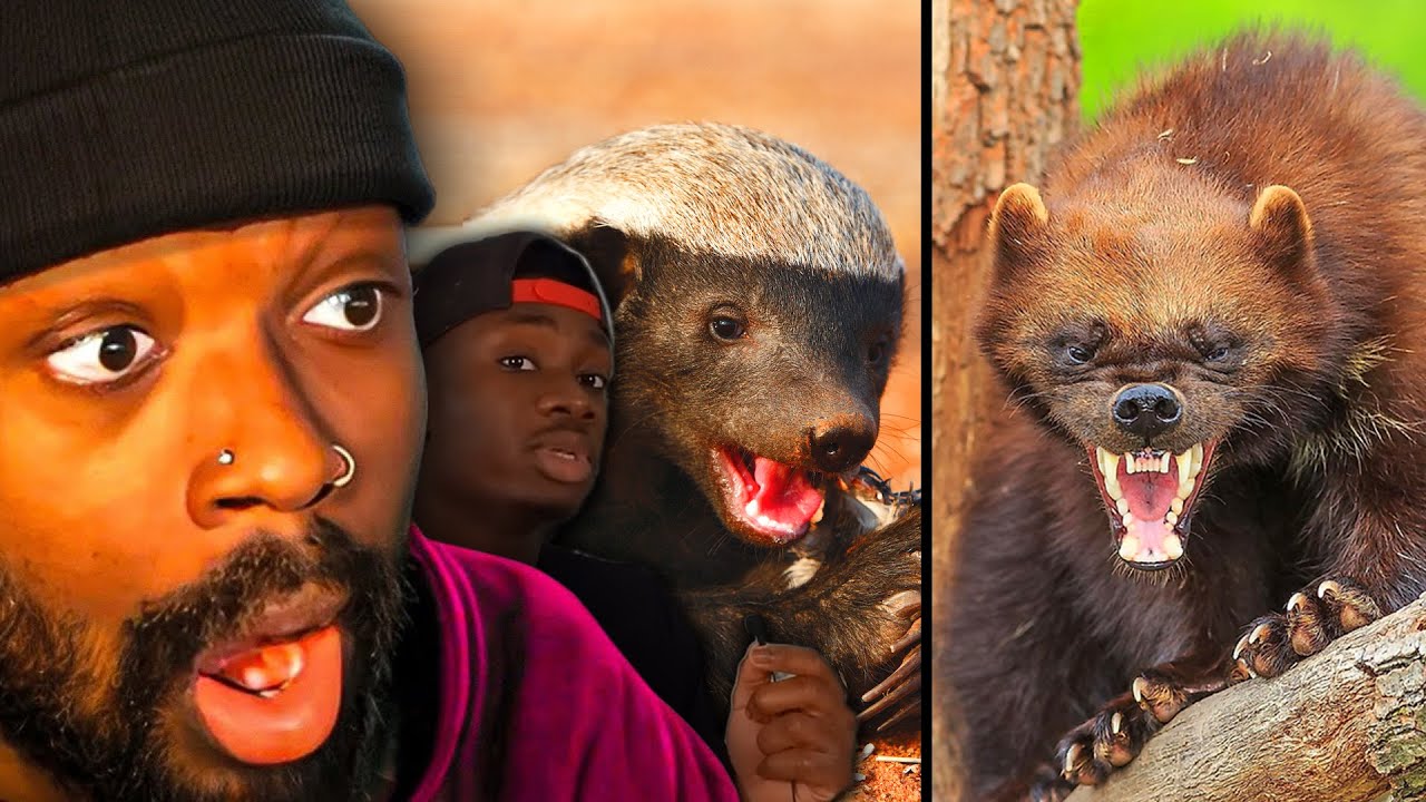 Honey Badgers VS Wolverines DEATH BATTLE