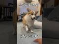 コーギーだけだと思ってた・・本当?#shorts #つーちゃん #corgi #コーギー