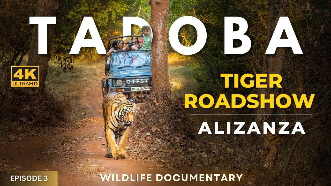 Tiger Roadshow in Tadoba! 🐅 Chota Matka's son Kalua Blocks Jeep | Alizanza Safari | 4K UHD | Ep 3