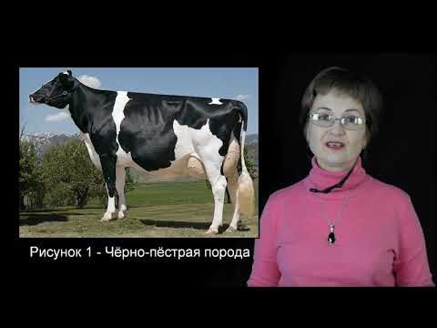 Козина Е.А. Основы технологии скотоводства