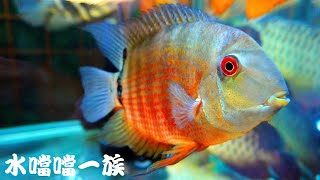 1150928 水噹噹一族