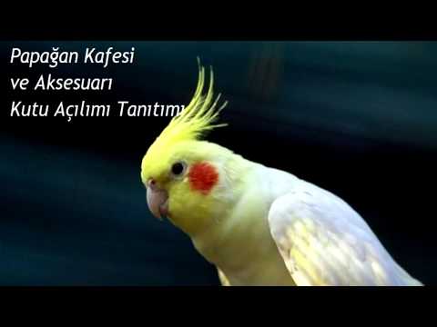 Papağan Kafesi ve
