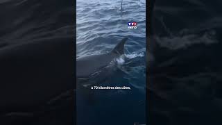 Des orques coulent un voilier français|TF1 INFO