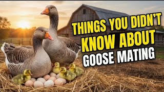 12 Things You DIDN T KNOW About Goose Reproduction