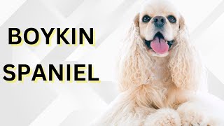 Boykin spaniel Top 10 Facts | Pros And Cons
