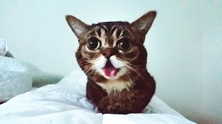 A Brilliant BUB