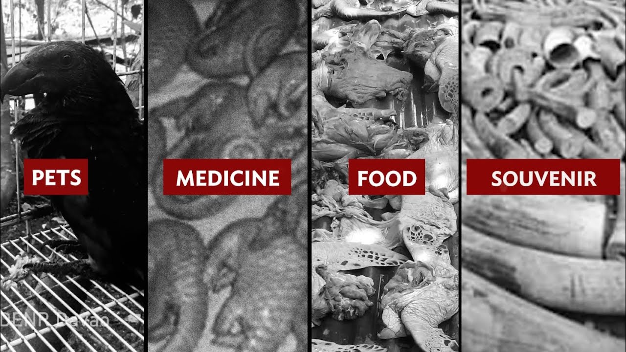 A Story of Coming Home (Repatriation of Indonesian Wildlife)