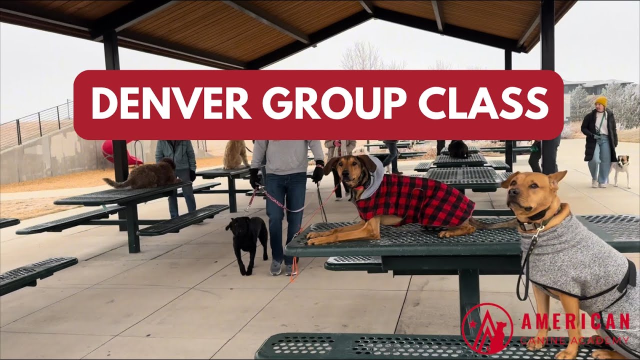 Dog Training Group Class in Denver, CO