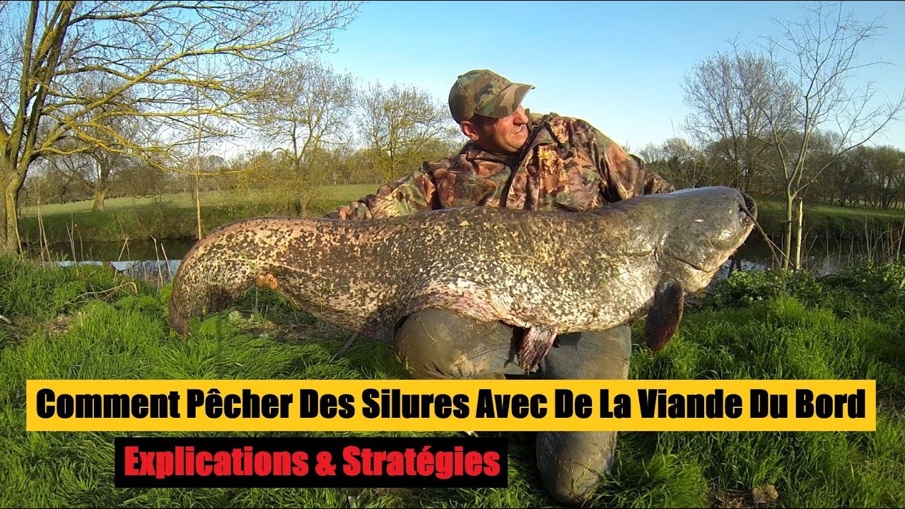Comment pecher le silure Clearance