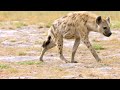 Wildebeest Survival and Predation Challenges