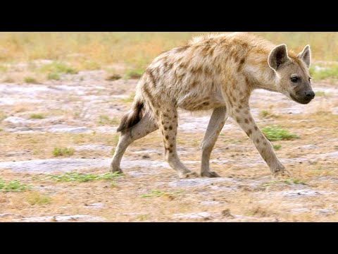 are hyenas apex predators are hyenas apex predators