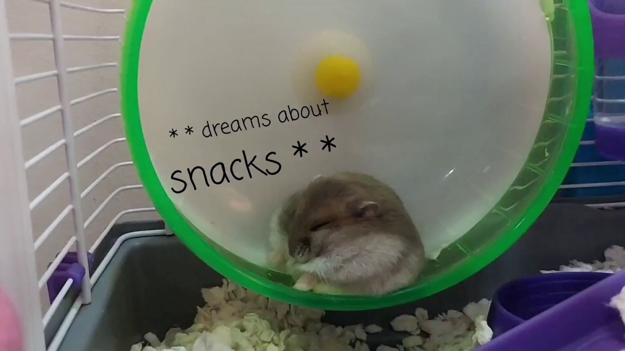 Hamster Having a Deep Sleep