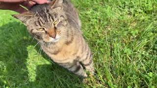 Outdoor Cat Meows