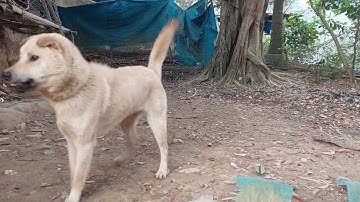 ai như cầu chó săn rắn cày cáo chuột 0977856340