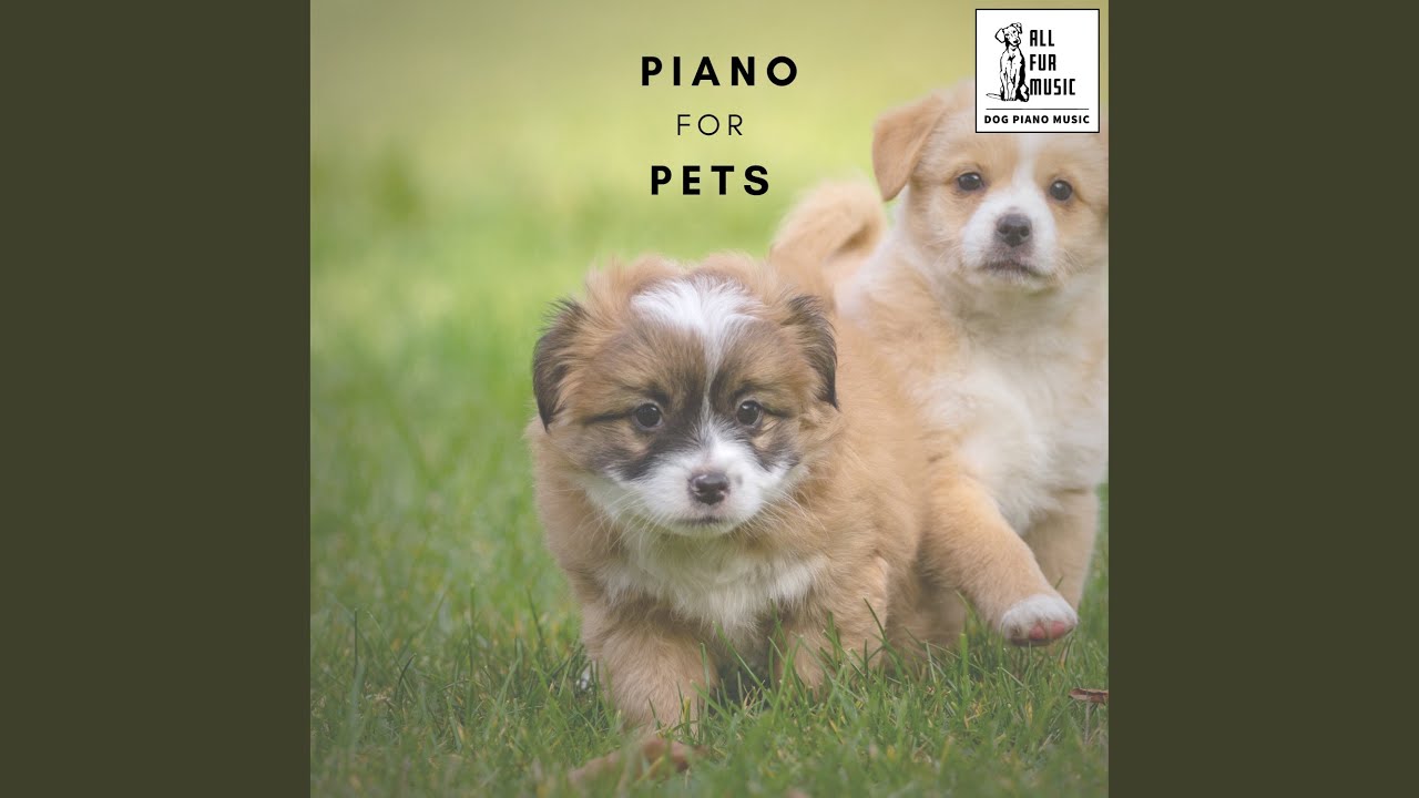 The Guinea Pig Groove