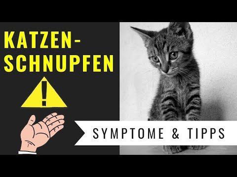 Video: Was Tun, Wenn Eine Katze Niest