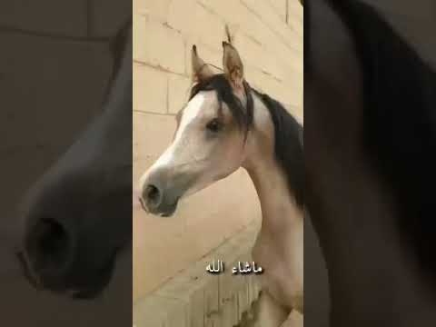 مهرة واهو جميلة مصرية بيور بنت عماد الفلا ولد فاروس