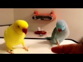 Pratende halsbandparkiet  - Talking Ringneck Parrots (indian) mutation