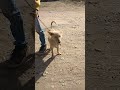 تعذيب كلب اكسبلور طبيعة 
