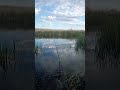 Всех приветствую 🤝 Забросил в дальний угол гаража спиннинги и отправился на пруд с поплавочным у...