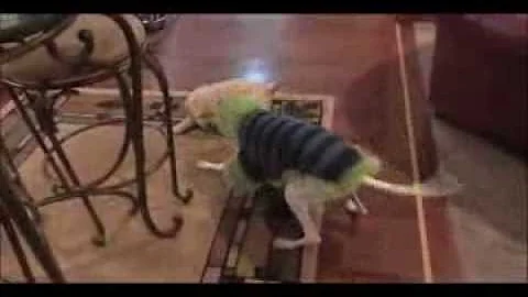 Whippet and Goldendoodle Puppy Play Together