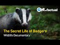 The secret life of badgers  full wildlife documentary