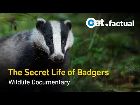 The Secret Life of Badgers | Full Wildlife Documentary