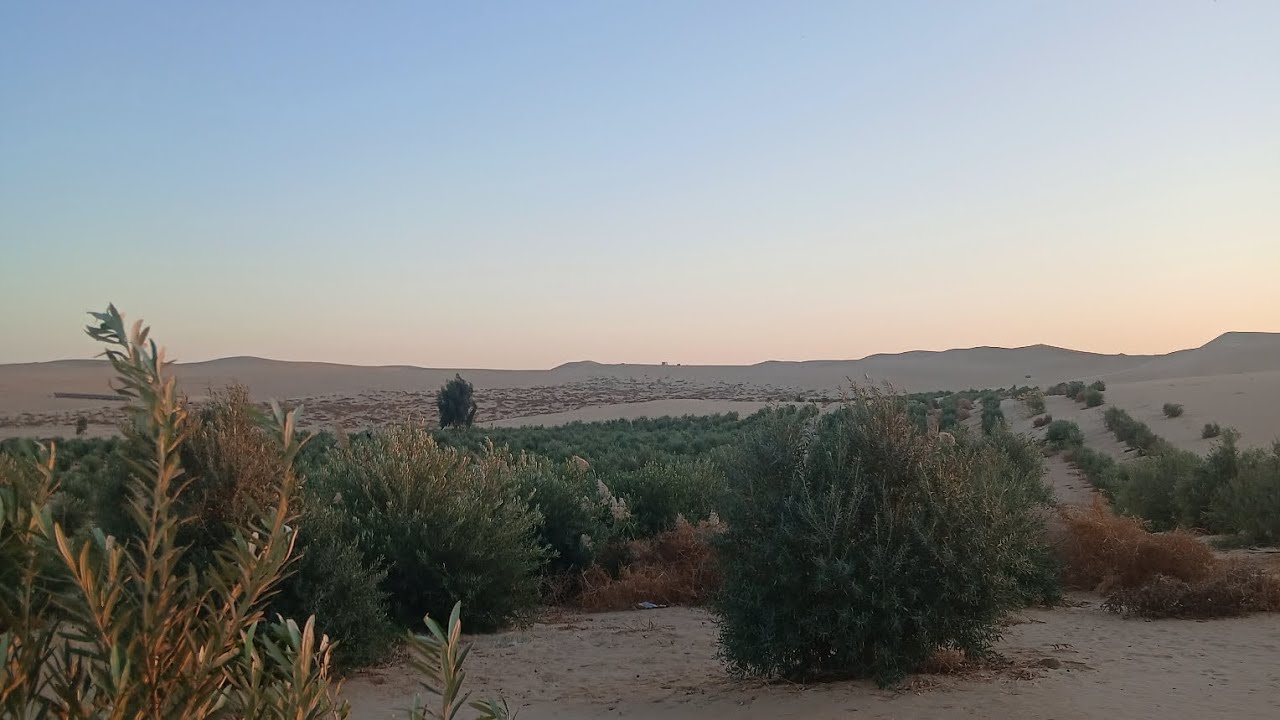 #سيوة #ارض_زراعيه_للبيع مساحتها عشره فدان مزروعه زيتون ومثمرين #للإستفسار. م/جابرهلال 01096285845