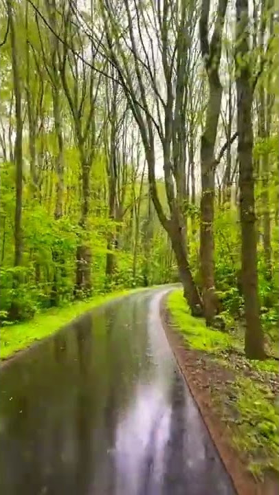 Running in Rainy Weather. #rain #raining #weather #forest #geologyseeker #road #trending #trend #air