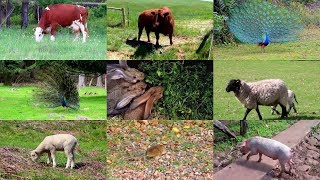Сельскохозяйственные животные на английском языке для детей (с видео)