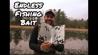 Catching Leeches with NEW smaller TRAPS!