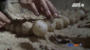 Cận cảnh rùa biển đẻ trứng