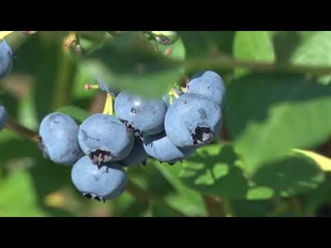 Video: Zona 9 Borovnice: Odabir biljaka borovnice po vrućem vremenu
