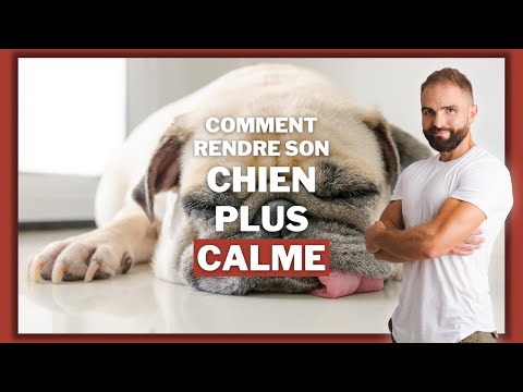 Vidéo: Méthodes pour calmer un chien hyper