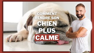 Comment eduquer un chien foufou pour le rendre plus calme ?