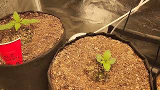 Weekly update Octopot grow room #8 grow #9