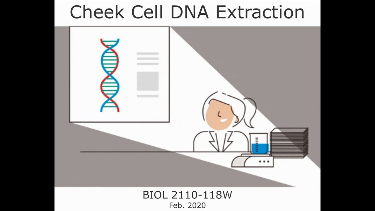 Cheek Cell DNA Extraction Lab YouTube