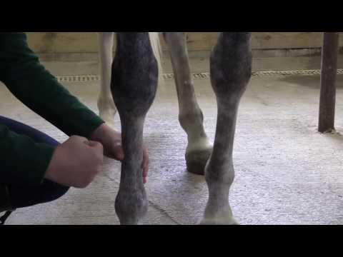 Cara Bungkus Kuda Leg