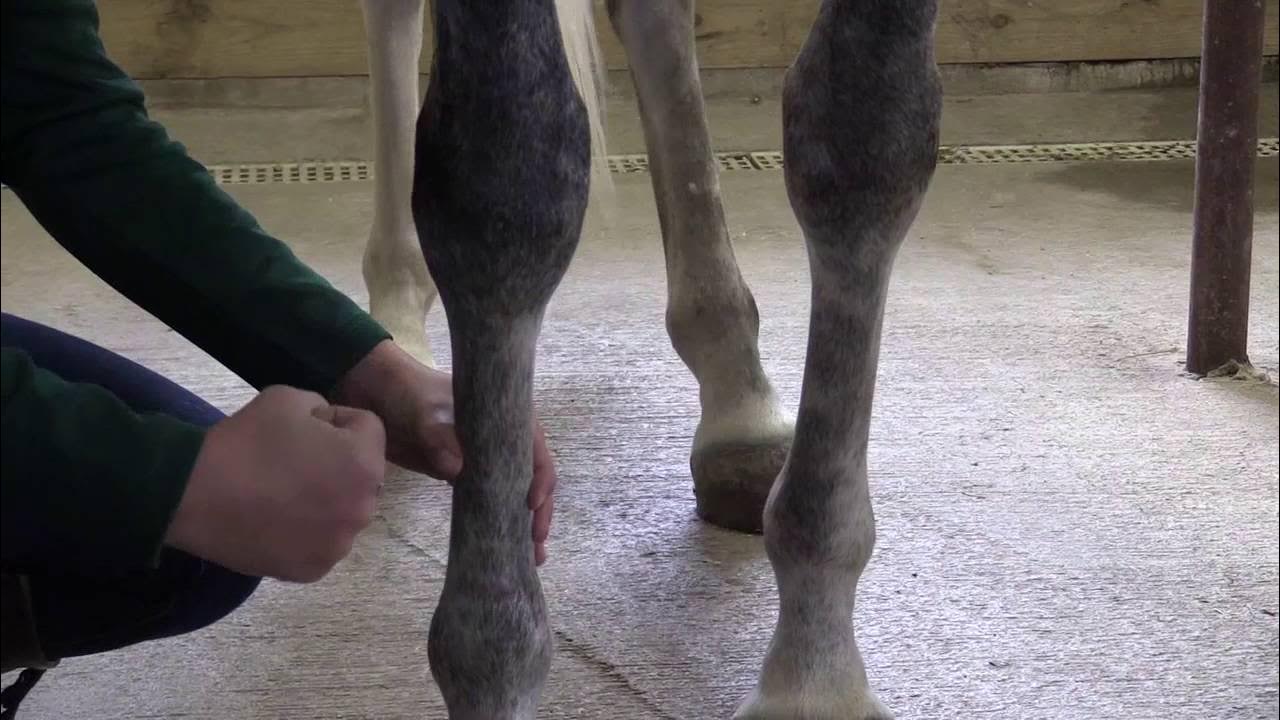 How to Wrap a Horse’s Leg YouTube