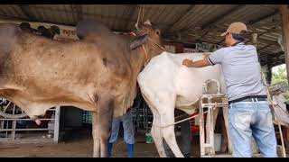 Cambodia Bull Is Famous || #nimkingcow
