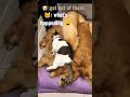 仲良く猫と犬達。#satisfying #dogs #dog #goldenretriever #cat #shorts #short #cute