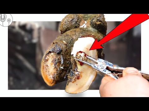 I PULLED a TOOTH out of a HUGE CAVITY in this COW'S HOOF!!