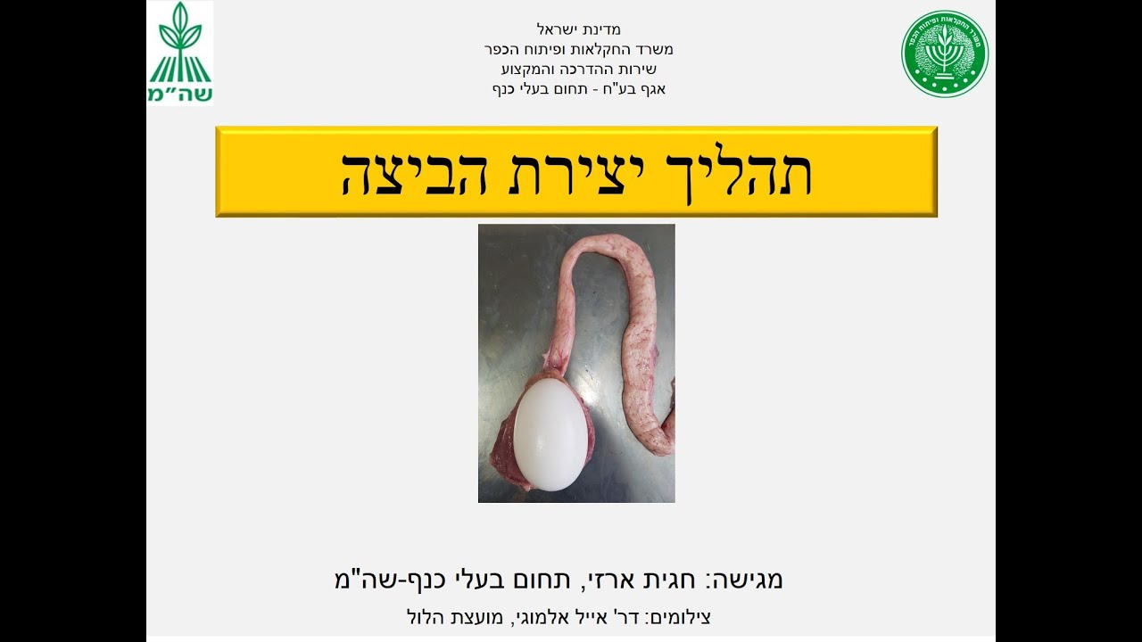 תהליך יצירת הביצה - YouTube