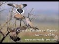 Caccia alla tortora in Spagne / Chasse au Tourterelle en Espagne