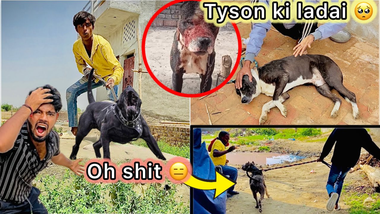 Golu lekar aaya Dangerous Pitbull 😑 || Tyson ki buri halat Hogyi