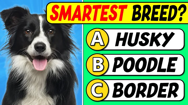 Are You a Dog Expert? | 40 Question Quiz for TRUE Dog Lovers 🐶🧠