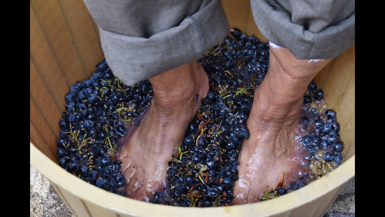 Raccolta,Pigiatura, Diraspatura e Pressatura