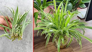 Top most popular aquatic plants  Tips for cooling your living space by Great Gardening 10,114 views 2 days ago 1 hour, 3 minutes