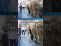 These giant buffalo puppets have a powerful message. See them roam New York.